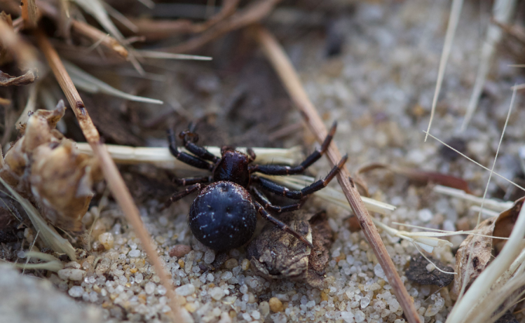 Tharpyna Spider Western Australia Crab Spider
