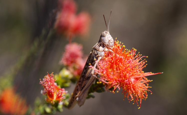 Western Australian Grasshopper